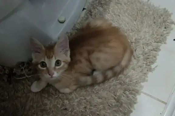 Пропала кошка, ул. Чкалова, Сочи