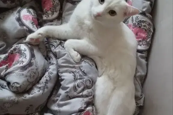 Пропал кот на ул. Дежнёва, 9, Н. Новгород