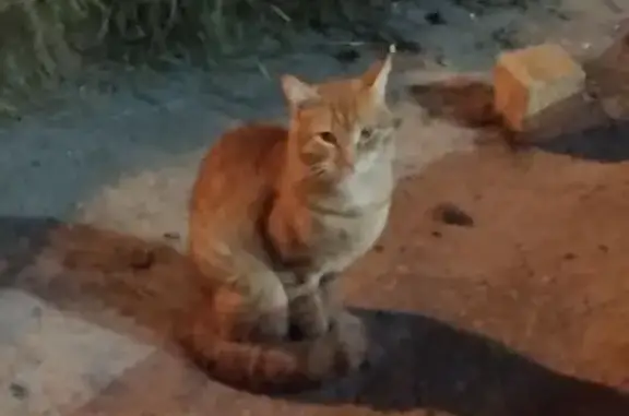 Кошка у магазина, ул. Льва Яшина, 97