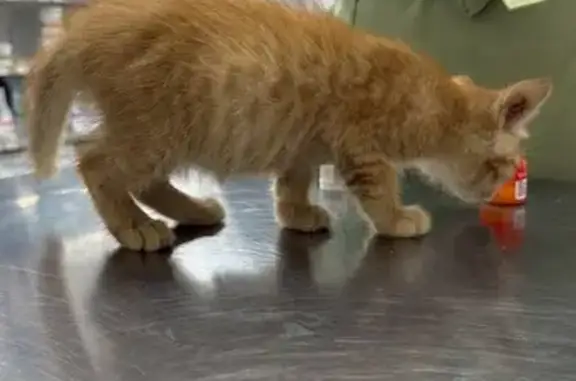 Кошка найдена: Кореновская 10, Краснодар