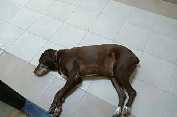 Найдена собака, Ростов-на-Дону, фото: Собака найдена: 2-й Атмосферный пер., 4