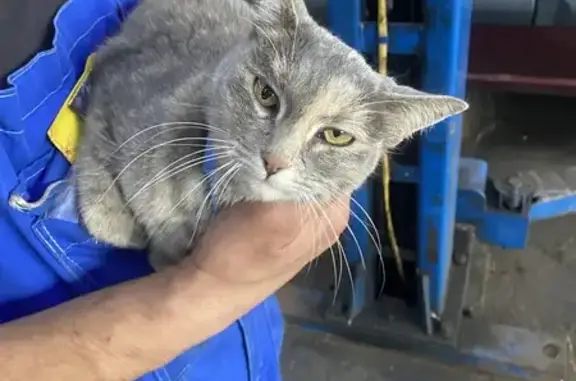 Кошка найдена у сервиса, Лесная ул., Москва