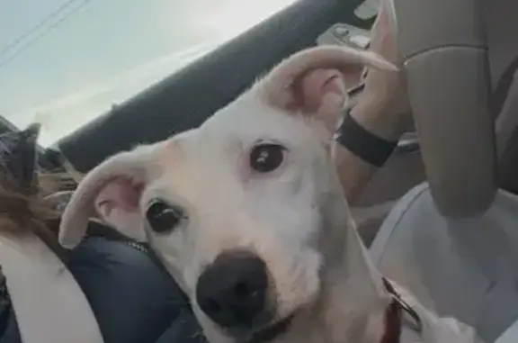 Найдена собака, Московская область, фото: Собака найдена на Домодедовском шоссе