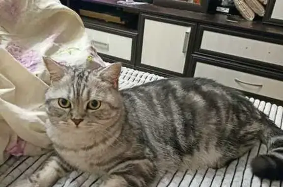 Кошки потеряшки, Тамбов, фото: Потеряшка кошка, ул. Н. Вирты, Тамбов