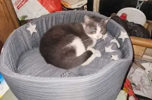 Кошка найдена, ул. Максимовского 9, Тула