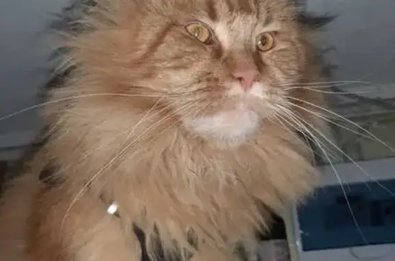 Кошки потеряшки, Ленинградская область, фото: Потеряшка кошка: Куйвозовское СП, Ленобласть