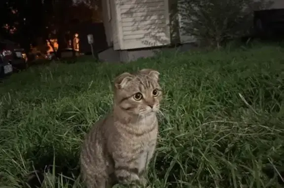 Кошка найдена: Авангардная 159 к1, Казань