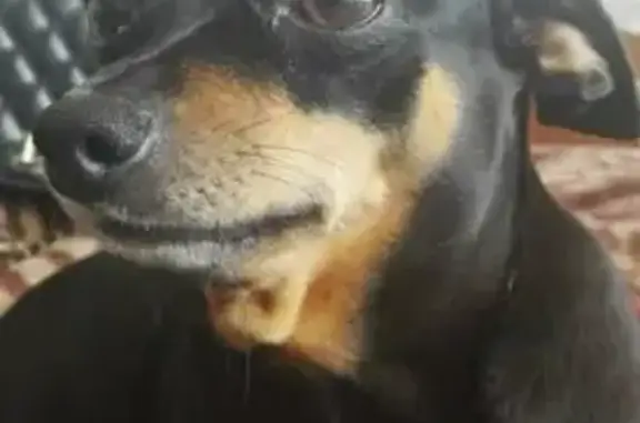 Пропала собака на Пролетарской, 189, Киров