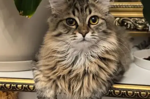 Пропал кот, Пионерская 18А, Брянск