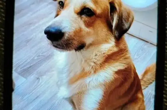 Пропала собака на ул. Ленина, Лысогорская