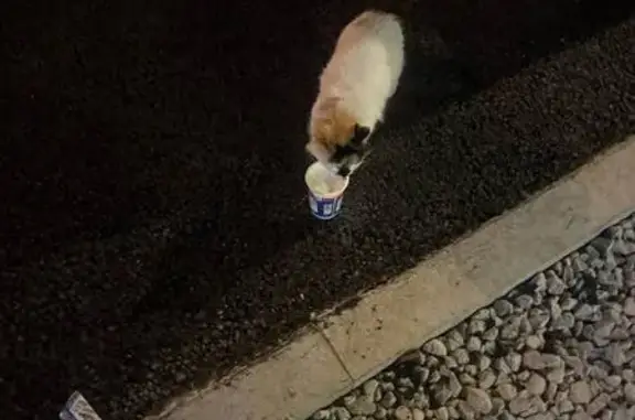 Найдена кошка, Раменки, фото: Белый кот найден в Раменках, МО