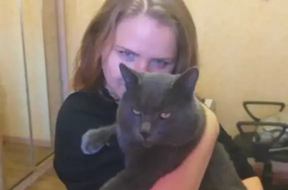 Потерянные животные Биробиджан, фото: Пропала кошка на Охотской 46, Биробиджан