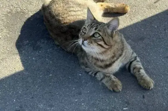 Найдена кошка, ищет хозяина, Москва