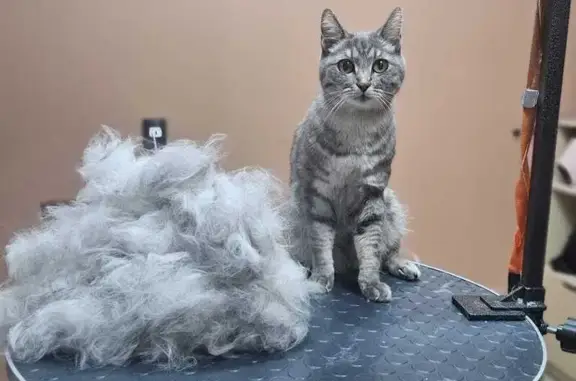 Пропала кошка, ул. Поленова, Иркутск