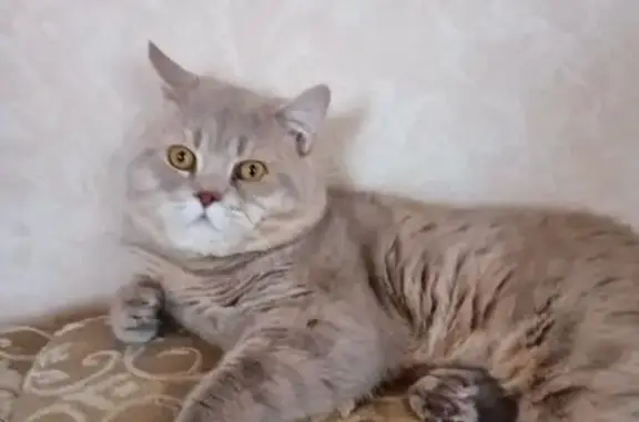 Пропала кошка, пр. Победы 9/1, Мегион