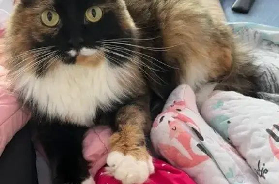 Пропала кошка, Трубников 31, Первоуральск