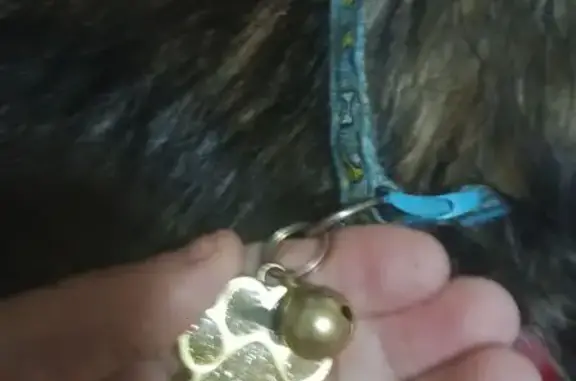 Найдена собака, Уфа, фото: Собака найдена, Черниковская ул., Уфа