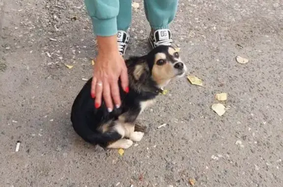 Найдена собака, Томск, фото: Найдена чихуахуа, ул. П. Осипенко, 31, Томск