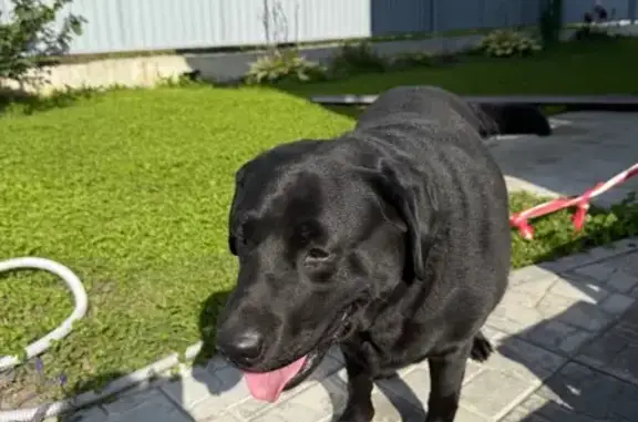 Найдена собака, Новолуговской сельсовет, фото: Лабрадор найден на Восточном обходе, Новолугово