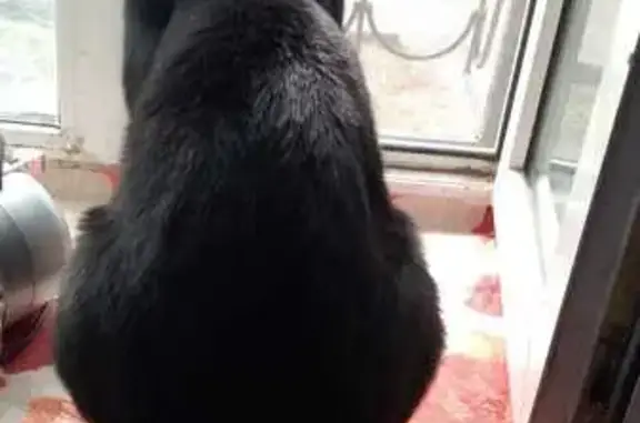 Кошки потеряшки, Хабаровск, фото: Потеряшка кошка, ул. Халтурина 2, Хабаровск