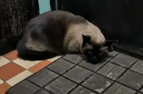 Кошка найдена: Москва, Искры 3