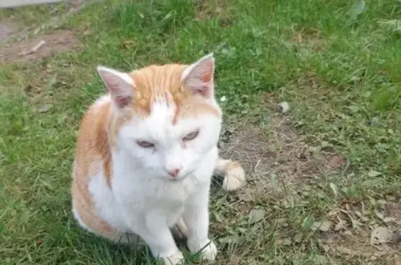 Найдена кошка, Рощино, фото: Кошка найдена у Пятерочки, Железнодорожная 49