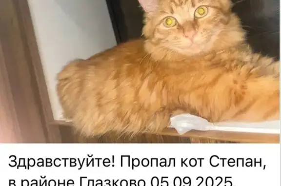 Пропала кошка, ул. Румянцева 23, Иркутск