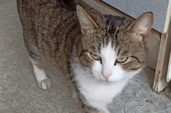 Кошки потеряшки, Плодопитомник, фото: Потеряшка кошка, ул. Павлюкова, 24