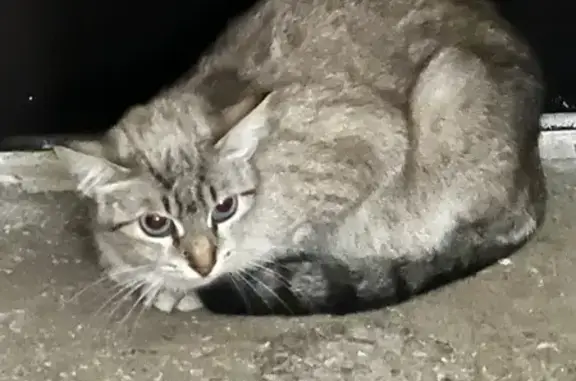 Кошка найдена: Дубнинская ул., 12 к2