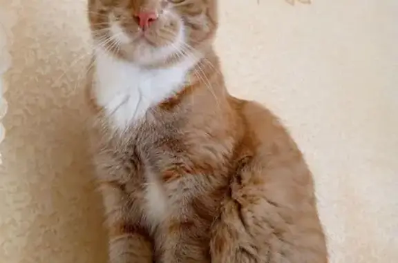 Пропала рыжая кошка, ул. Победы, Красноуральск