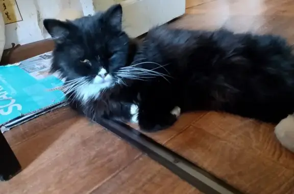 Найдена кошка, Ростов-на-Дону, фото: Кошка найдена: ул. Суворова, 89, Ростов-на-Дону