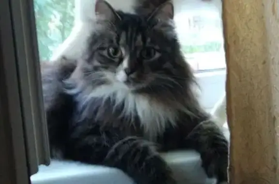 Кошки потеряшки, Тамбов, фото: Потеряшка кошка, Мичуринская 181 к1