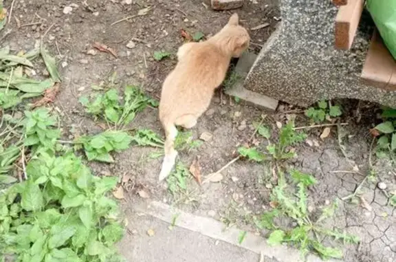 Кошка найдена: ул. Калинина, 4, Самара