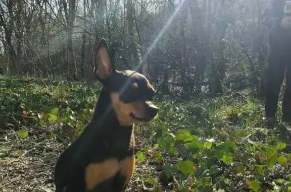 Пропала собака, ул. Белинского, Крымск