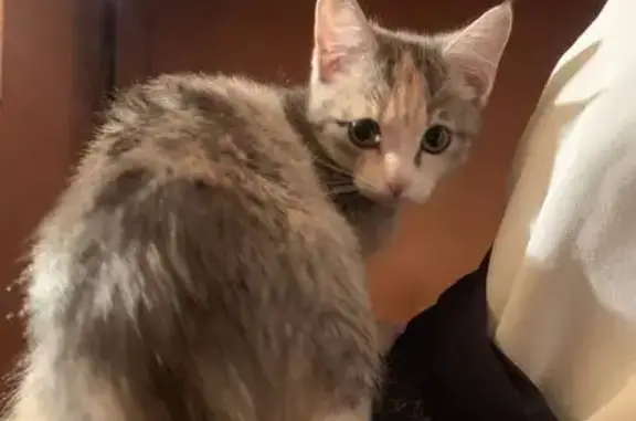 Пропала кошка, ул. Ильича, 16, Екатеринбург