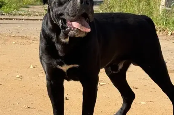 Найдена собака, , фото: Найдена собака, 46Н-08855, 80А