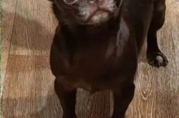 Собаки потеряшки, , фото: Потеряшка собака, бульвар Будённого, 5