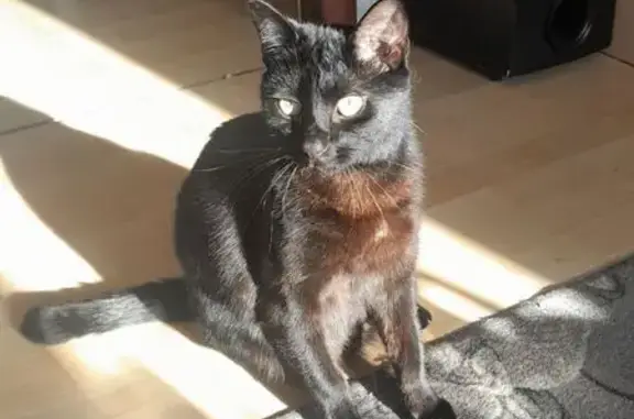 Кошки потеряшки, Южно-Сахалинск, фото: Потеряшка кошка, ул. Крушанова, Южно-Сахалинск