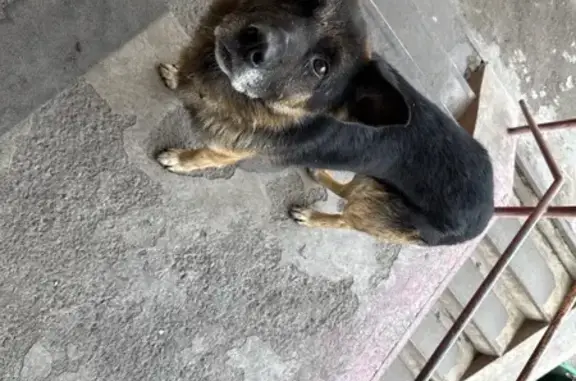 Найдена собака, Абакан, фото: Найдена собака, Северный проезд 3А, Абакан