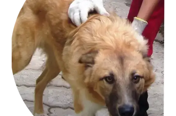 Пропала собака в Стерлитамаке, Башкортостан