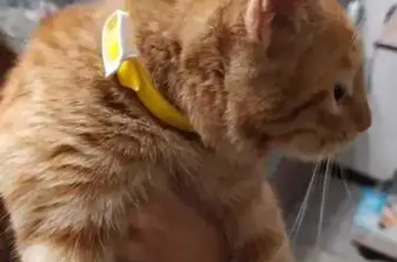 Найдена кошка, Симферополь, фото: Найдена кошка, Киевская 133, Симферополь