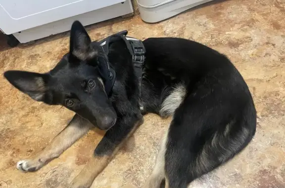 Найдена собака, Иркутск, фото: Собака найдена: Цукановой 8/7, Иркутск