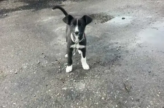 Найдена собака, Тепличный, фото: Щенок найден: Совхозная ул, 4/2Д, Тепличный