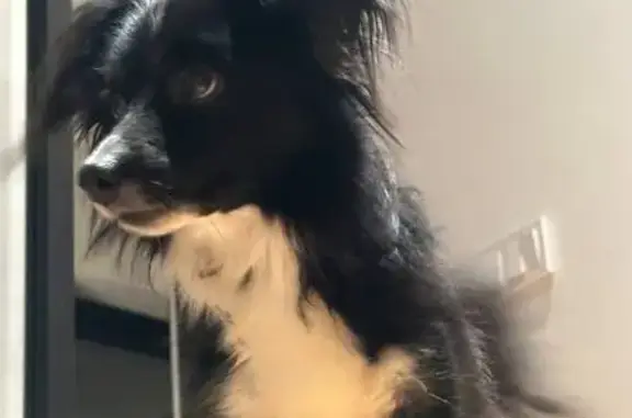 Найдена собака, Белоостров, фото: Собака найдена: ул. Танкистов, Белоостров