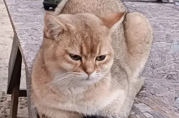 Пропала кошка, Прокатный пер., Свободный