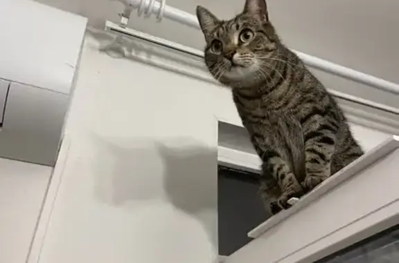 Кошки потеряшки, Ленинградская область, фото: Потеряшка кошка, Дзержинское с/п, Ленобласть