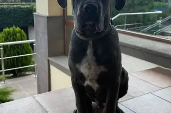 Собаки потеряшки, Ставрополь, фото: Потеряшка собака, Новая ул. 8, Ставрополь