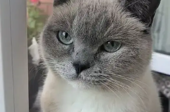 Пропала кошка, Омск, 11-я Заозёрная, 19