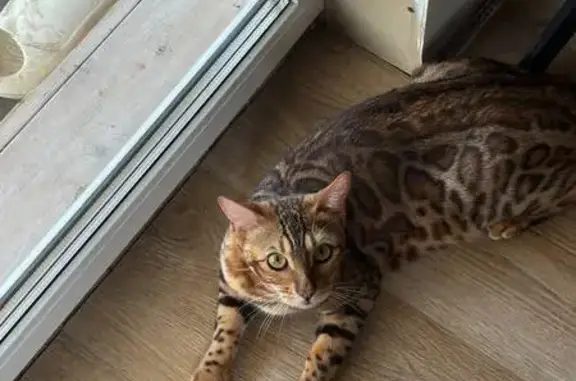 Кошки потеряшки, Московская область, фото: Потеряшка бенгальская кошка, Балашиха