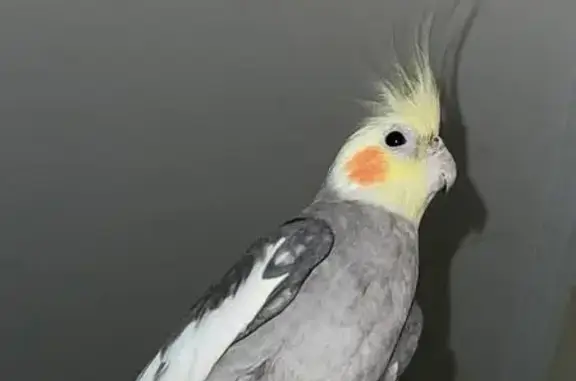 Пропала птица, Театральная 4, Подольск